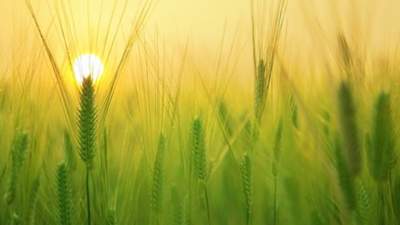 ASSISTENZA CONTINUATIVA DI FUNDRAISING