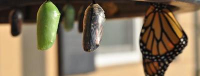 Social impact project lab