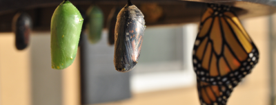 Social Impact Project Lab